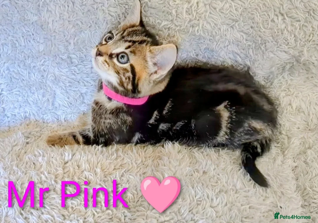 Bengal cats for sale: Snow Bengal Maine coon mixed moggies - Advert 2