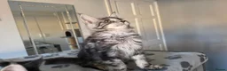 Maine Coon cats for sale: GCCF-registered Maine Coon kittens. - Advert 16