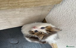 RagaMuffin cats for sale: Beautiful ragdoll x kittens 1 LEFT READY NOW - Image 33