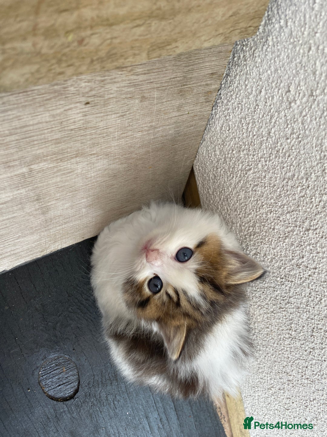 RagaMuffin cats for sale: Beautiful ragdoll x kittens 1 LEFT READY NOW - Image 33