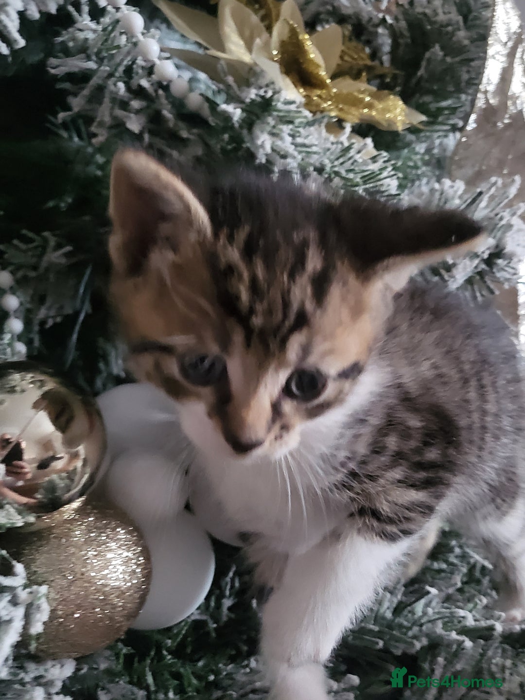 Mixed Breed cats for sale: 5 beautiful kittens - Advert 8