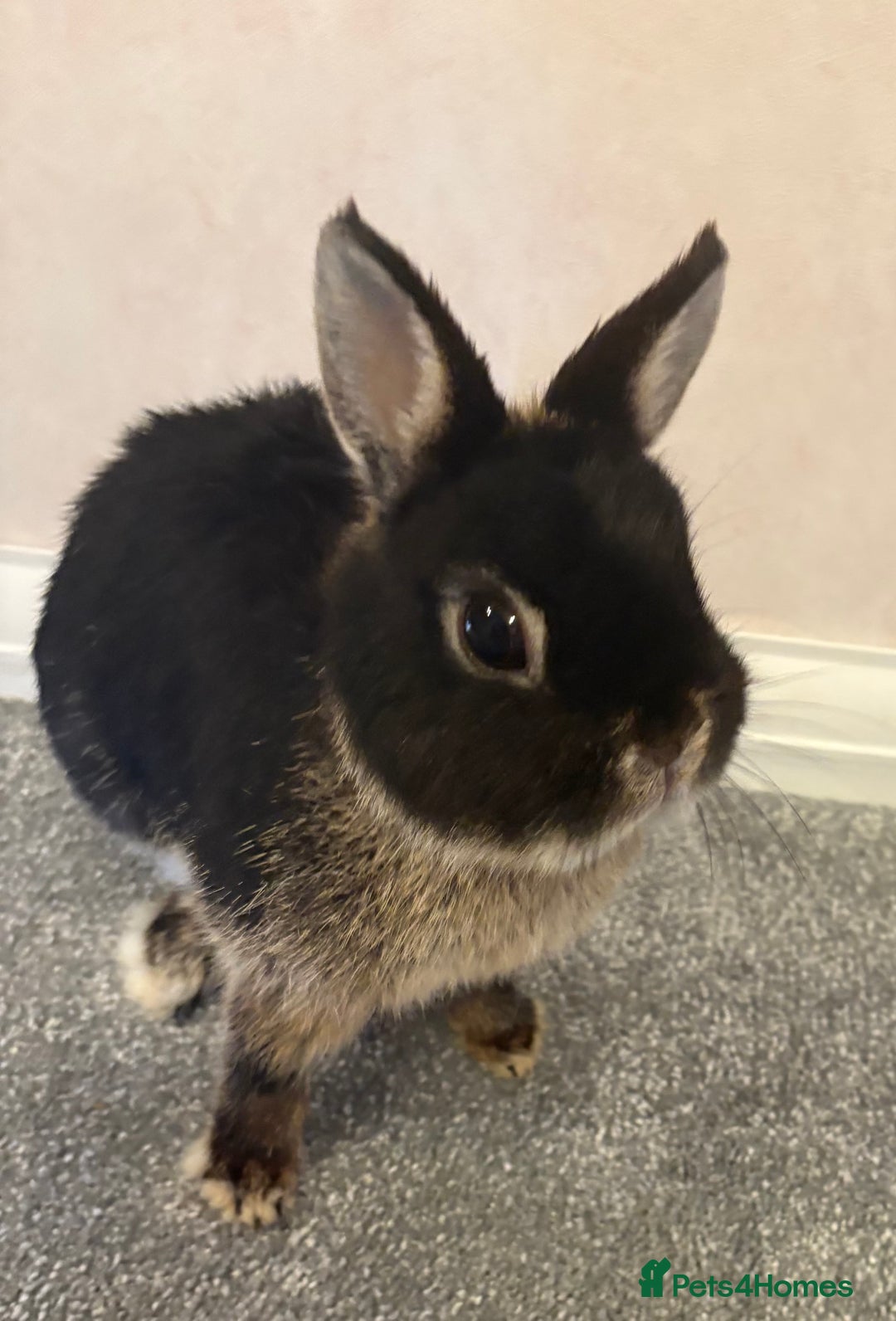 Netherland Dwarf rabbits for sale: Netherlands dwarf - Image 6