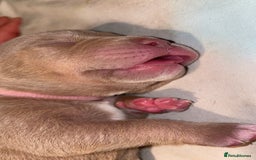 American Bully dogs for sale: Pocket bullies  - Image 6
