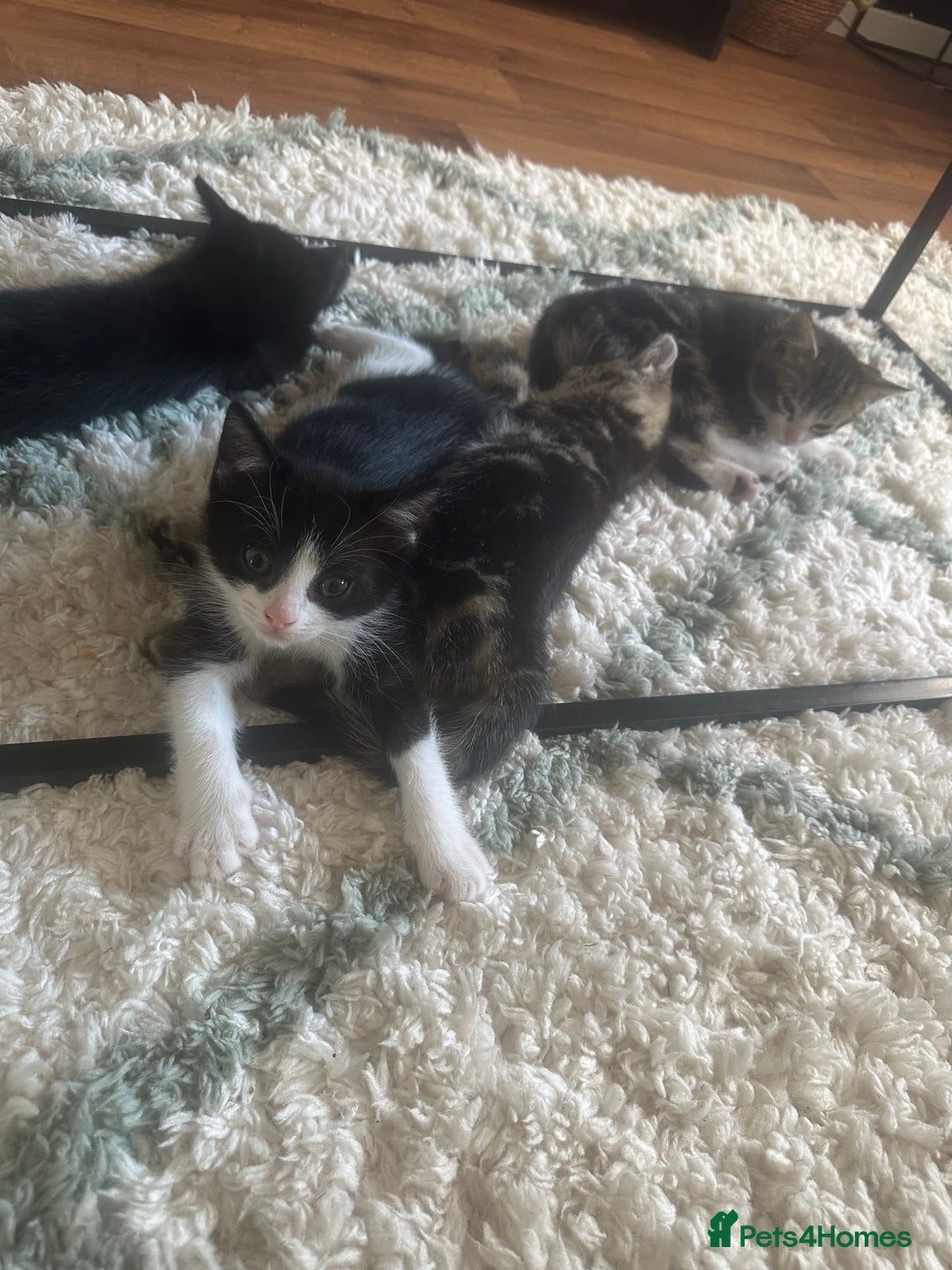 Domestic Shorthair cats for sale: Kittens - Image 5