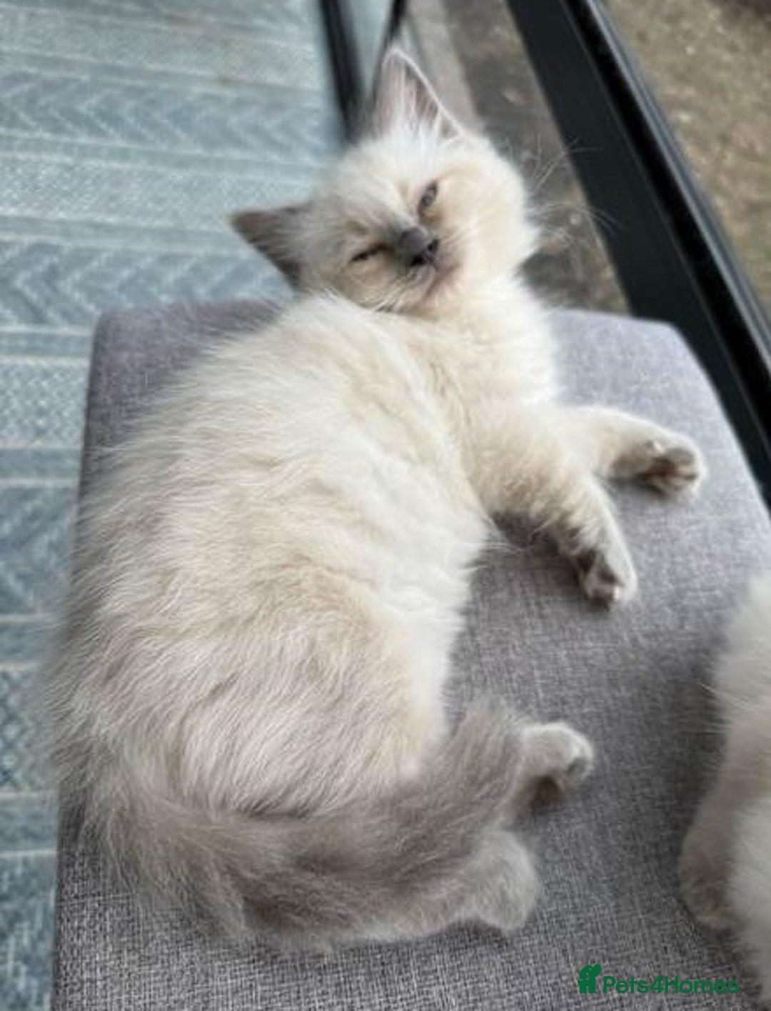 Ragdoll cats for sale: **Stunning pure bred ragdoll kittens*for*sale - Image 6