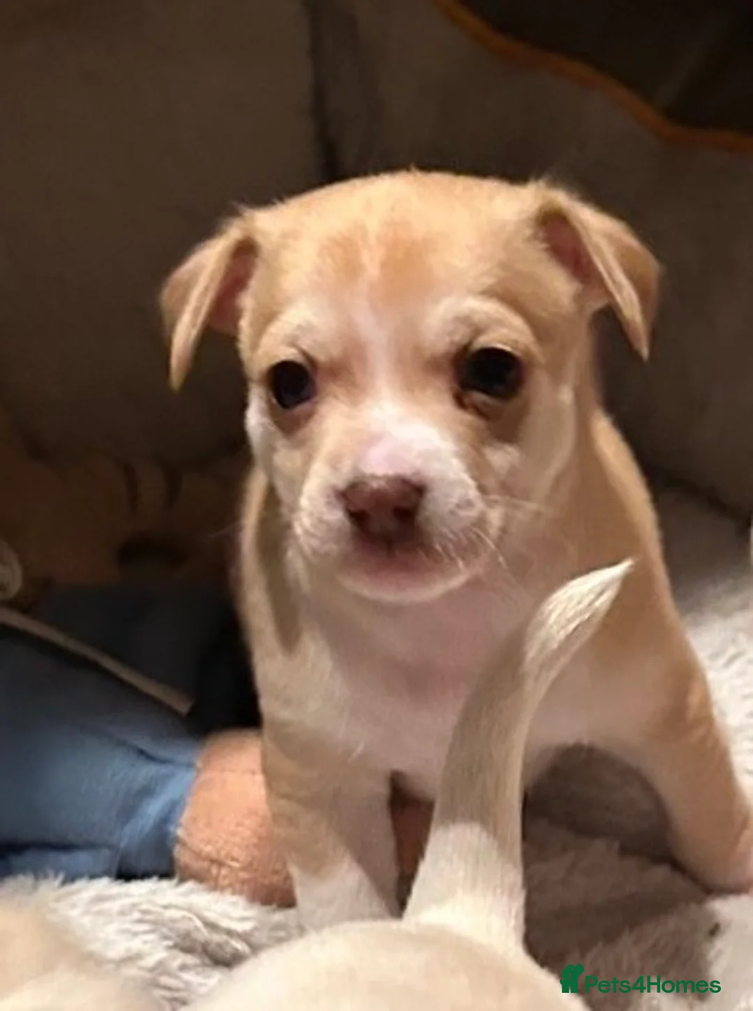 Chihuahua dogs for sale: Two beautiful boy chihuahua puppies ready to go  - Advert 24