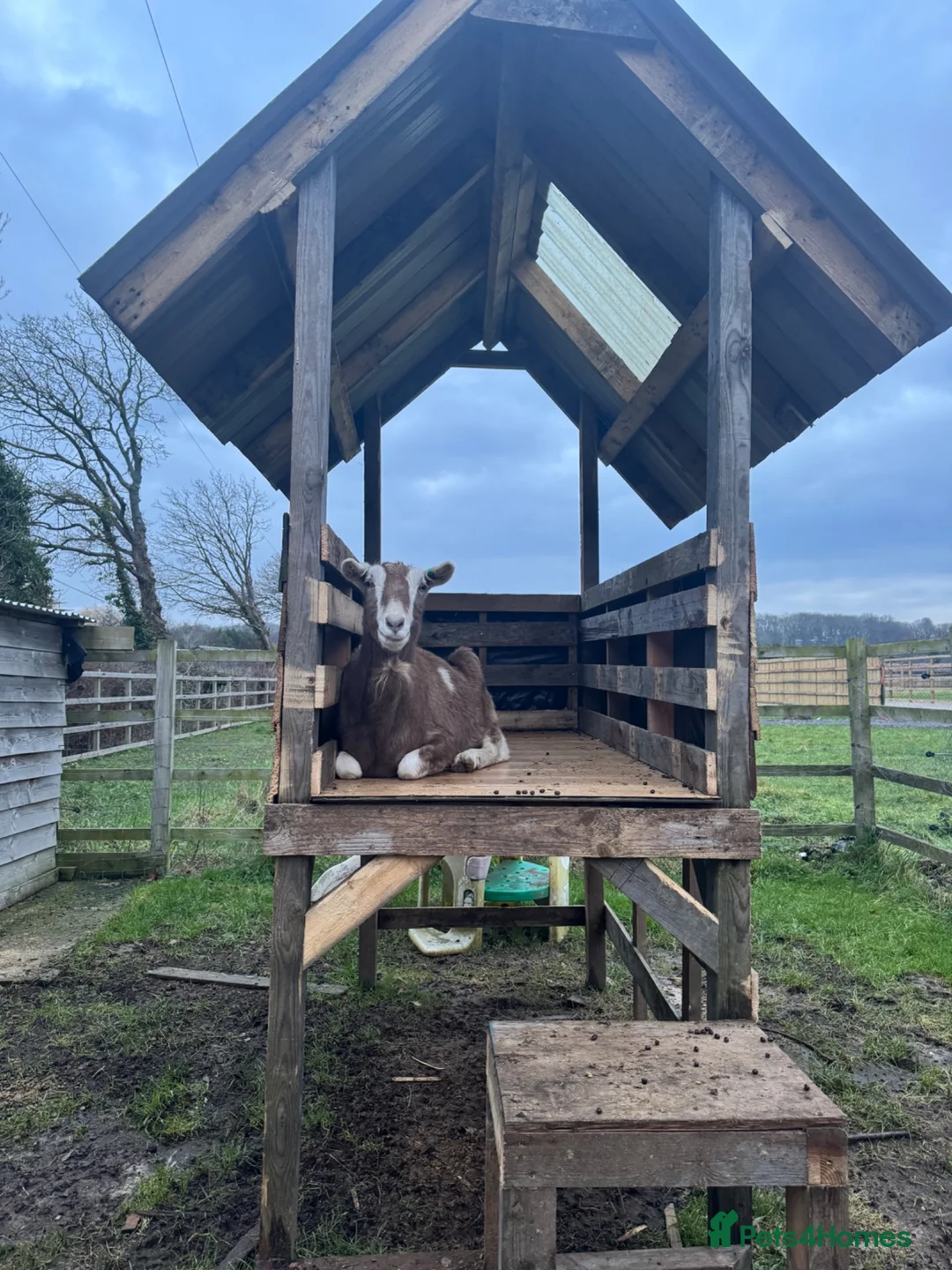 Goats livestock for sale: 2 Male Castrated Goats in Fareham - Advert 6