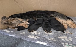 Yorkshire Terrier dogs for sale: 3 beautiful boy yorkies left - Image 1