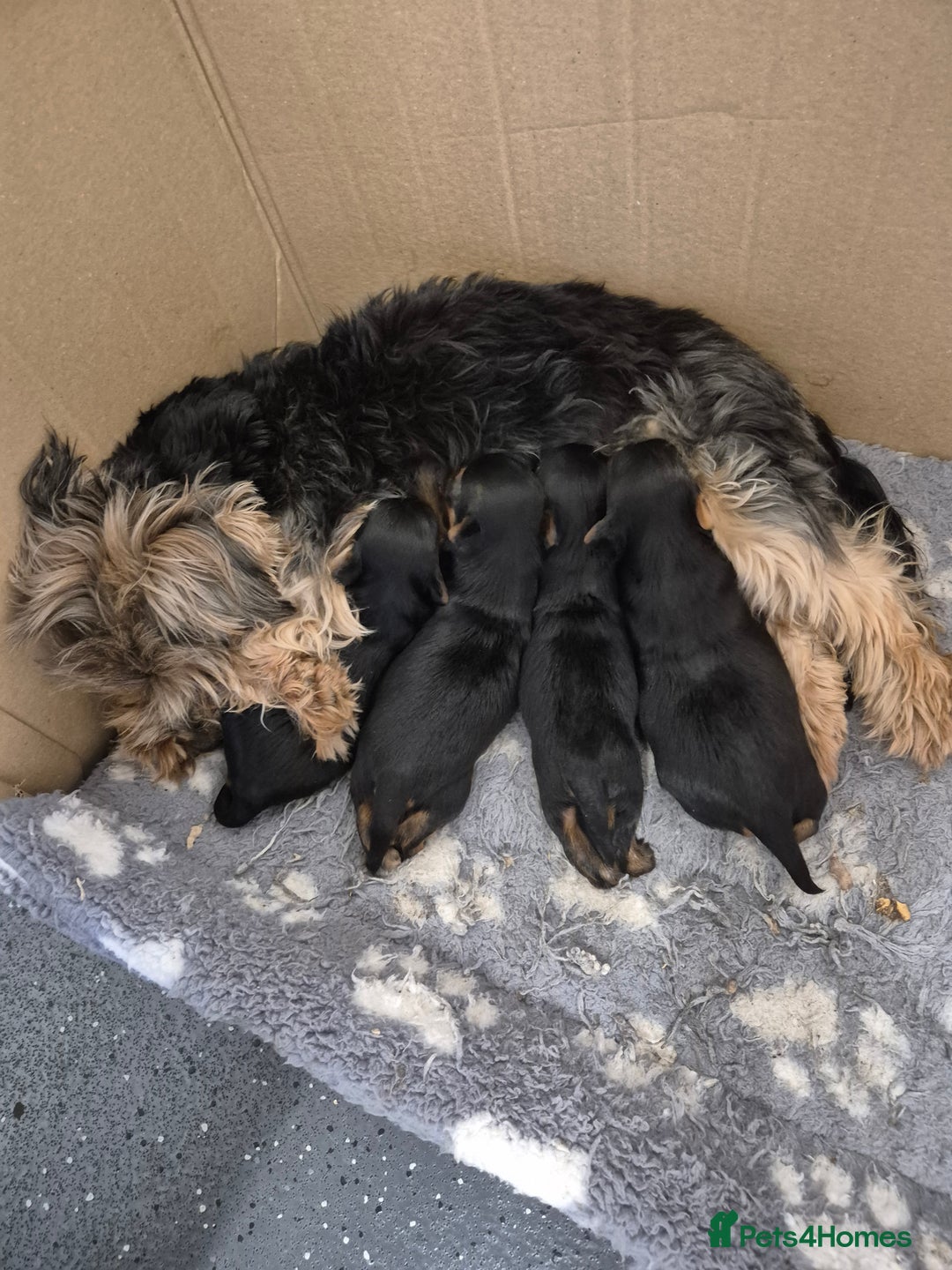 Yorkshire Terrier dogs for sale: 3 beautiful boy yorkies left - Image 1