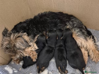 Yorkshire Terrier dogs - Advert 14