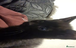 Mixed Breed cats for sale: Kittens for sale  - Advert 24