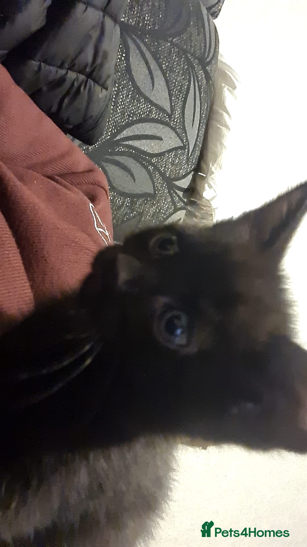 Mixed Breed cats for sale: Kittens for sale  - Advert 24