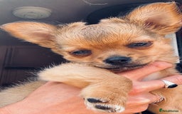 Pomchi dogs for sale: Beautiful female puppy ready now!  in Godstone - Image 20