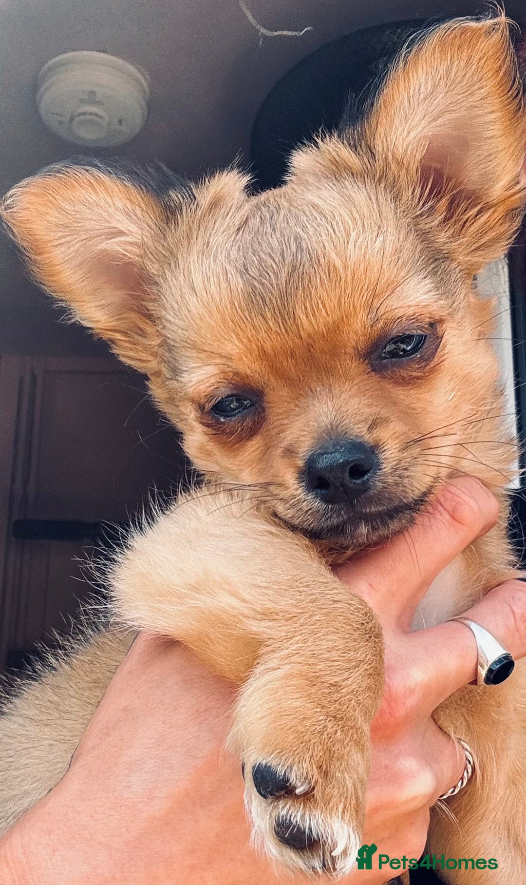 Pomchi dogs for sale: Beautiful female puppy ready now!  in Godstone - Image 20