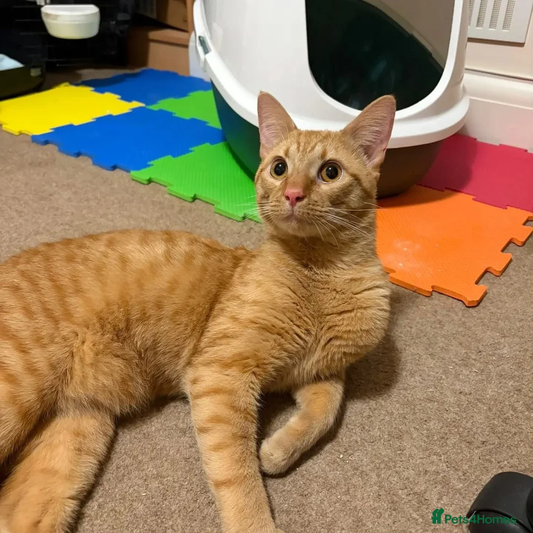 Domestic Shorthair cats for adoption: Wolf & Fox, 1 year old brothers (pair).  in Reading - Advert 2