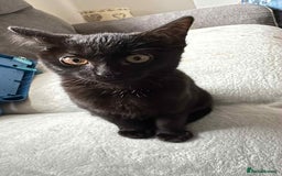 Domestic Shorthair cats for sale: Domestic shorthair  - Image 1