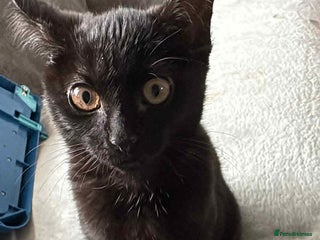 Domestic Shorthair cats - Advert 1