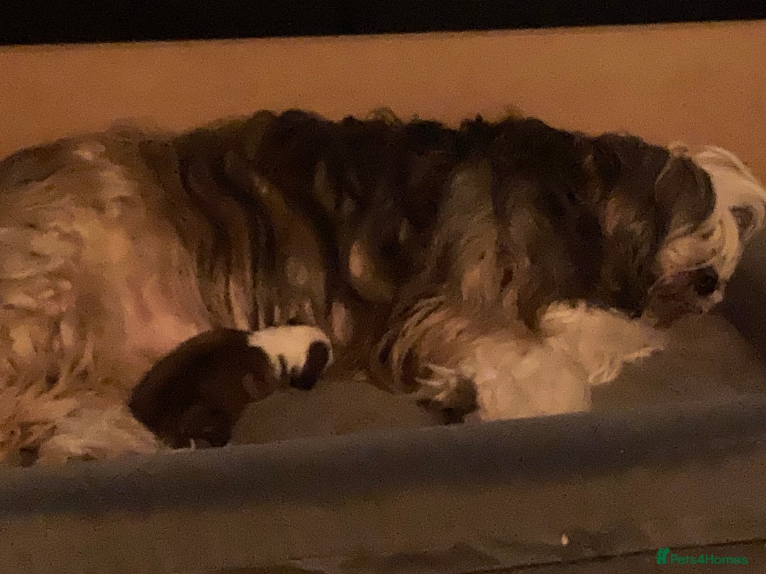 Tibetan Terrier dogs for sale: Beautiful KC registered Tibetan terrier puppy - Advert 4