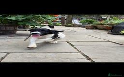 English Springer Spaniel dogs for sale: 2 male english springer pups - Image 4