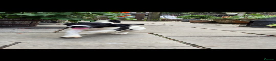English Springer Spaniel Puppy 3