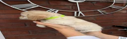 Cavapoochon dogs for sale: Lovely puppies looking for good home  - Advert 32