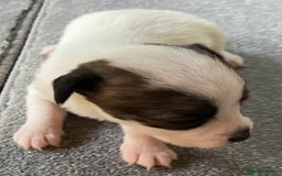 Jack Russell dogs for sale: 6 Jack Russell Puppies  - Advert 18