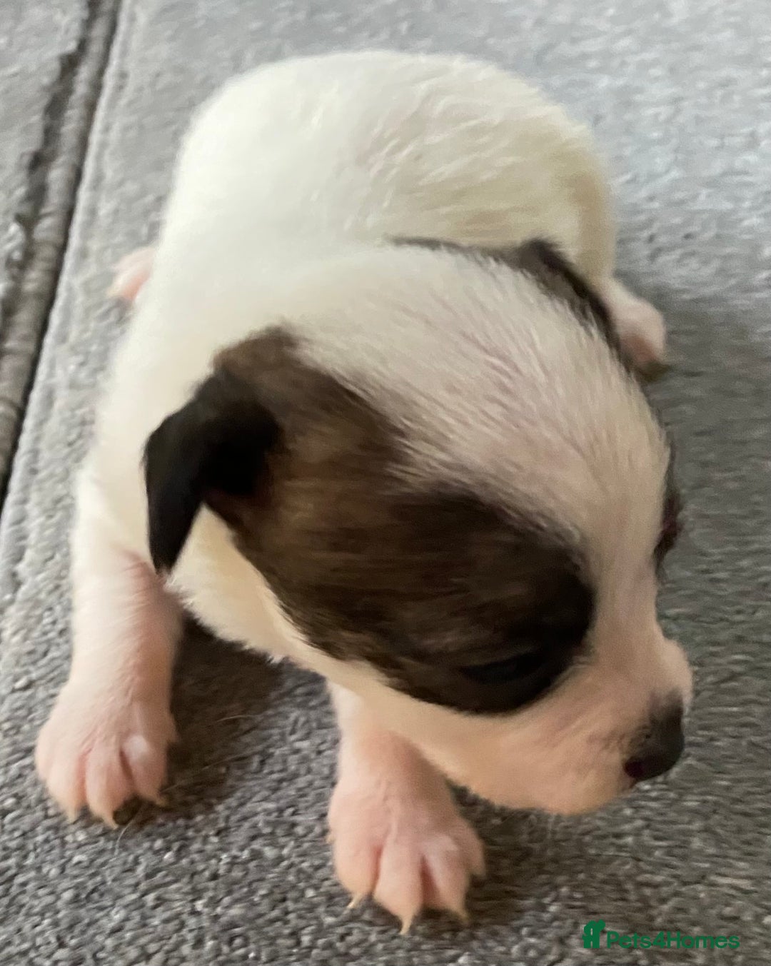 Jack Russell dogs for sale: 6 Jack Russell Puppies  - Advert 18