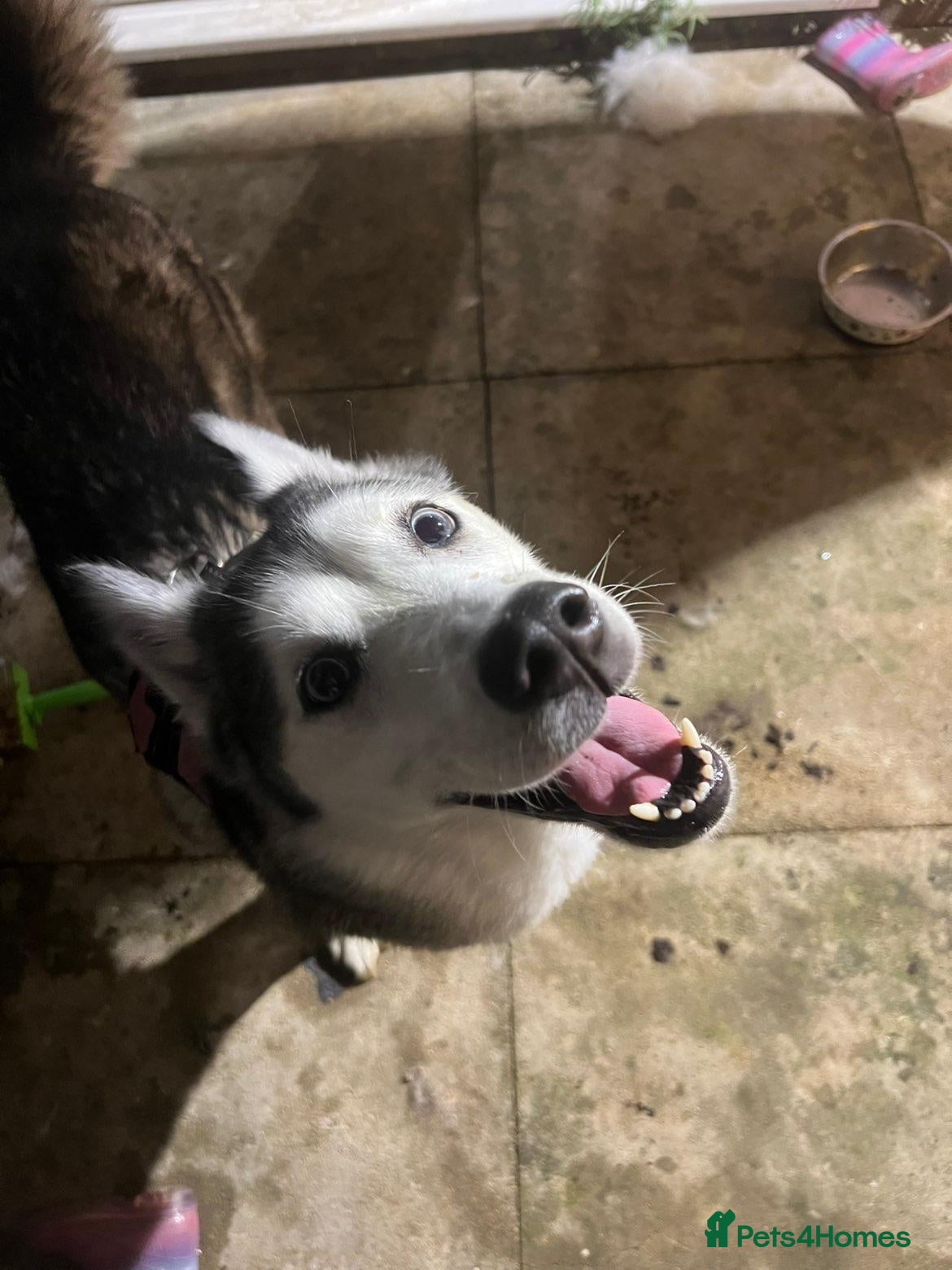 Siberian Husky dogs Husky Female - Advert 1