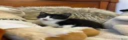 Mixed Breed cats for sale: 🩷Cross Maine Coone Kittens🩷 - Advert 21
