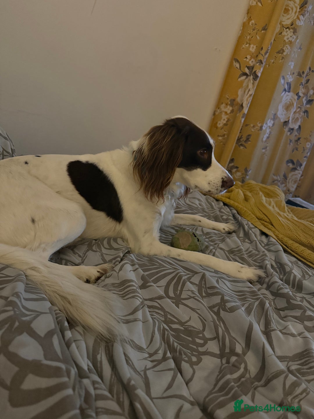 English Springer Spaniel dogs for sale: Willow  - Advert 7