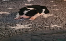 Border Collie dogs for sale: Unique blue merle border collie puppies - Image 11