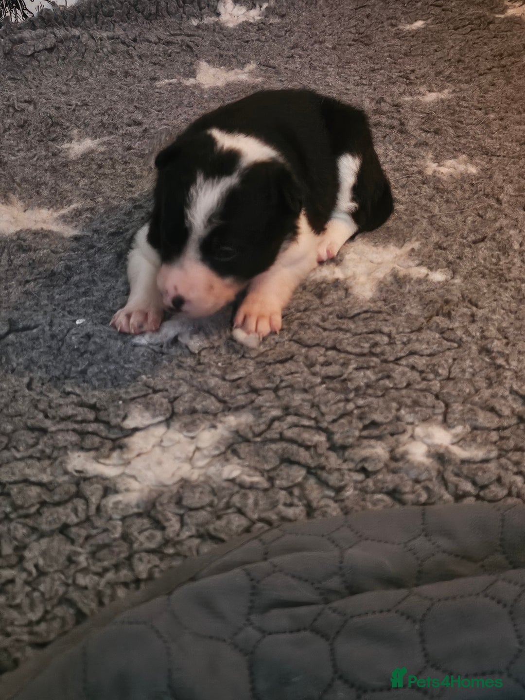 Border Collie dogs for sale: Unique blue merle border collie puppies - Image 11
