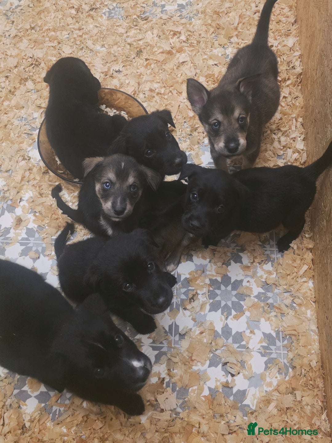 Mixed Breed dogs for sale: STUNNING RED FOX LABRADOR X SPECIAL SIBERIAN HUSKY - Advert 35