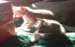 Mixed Breed cats for sale: Awesome Spotty Dotty Silver  Blue Bengal x Kittens - Image 35