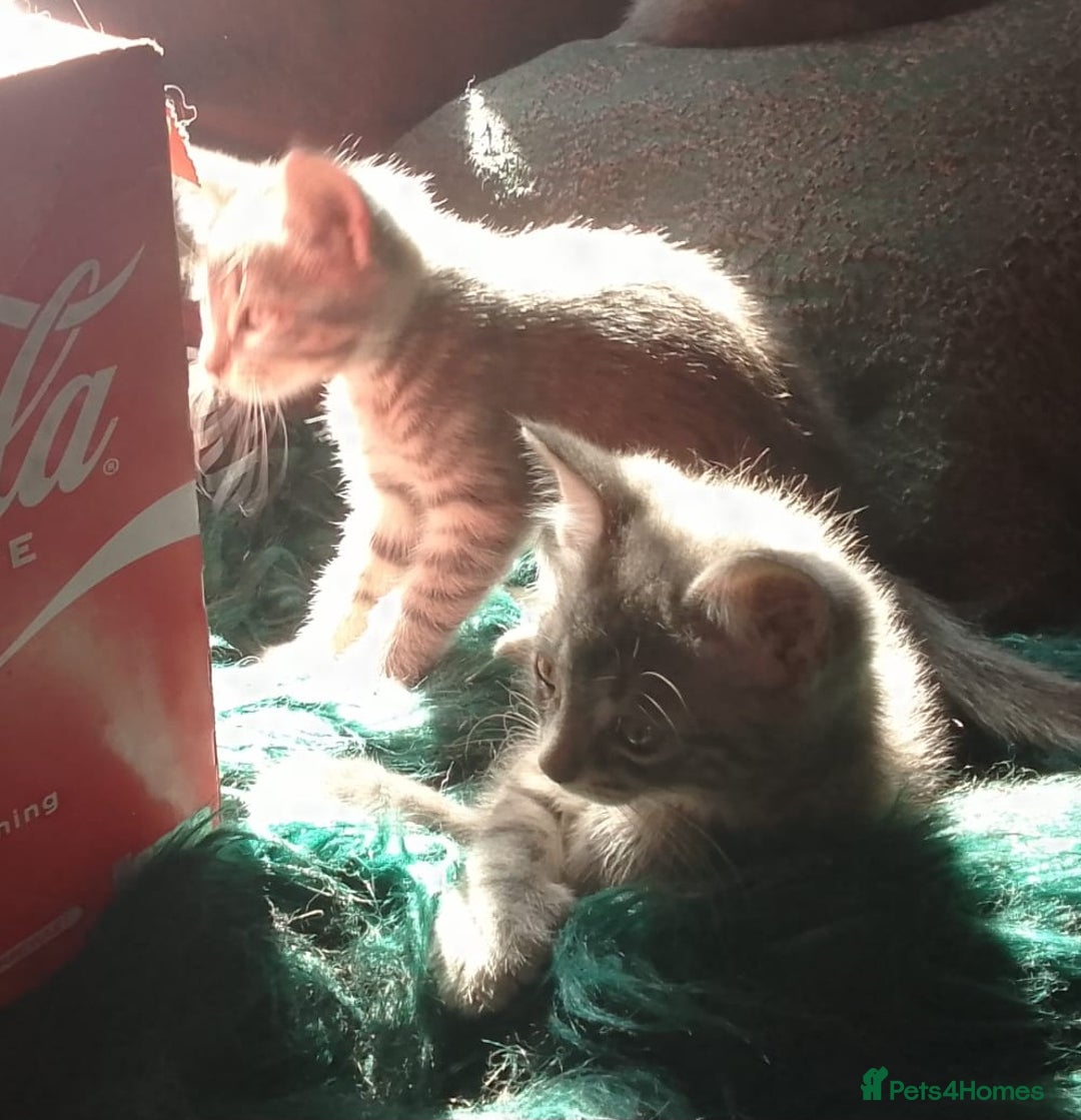 Mixed Breed cats for sale: Awesome Spotty Dotty Silver  Blue Bengal x Kittens - Image 35