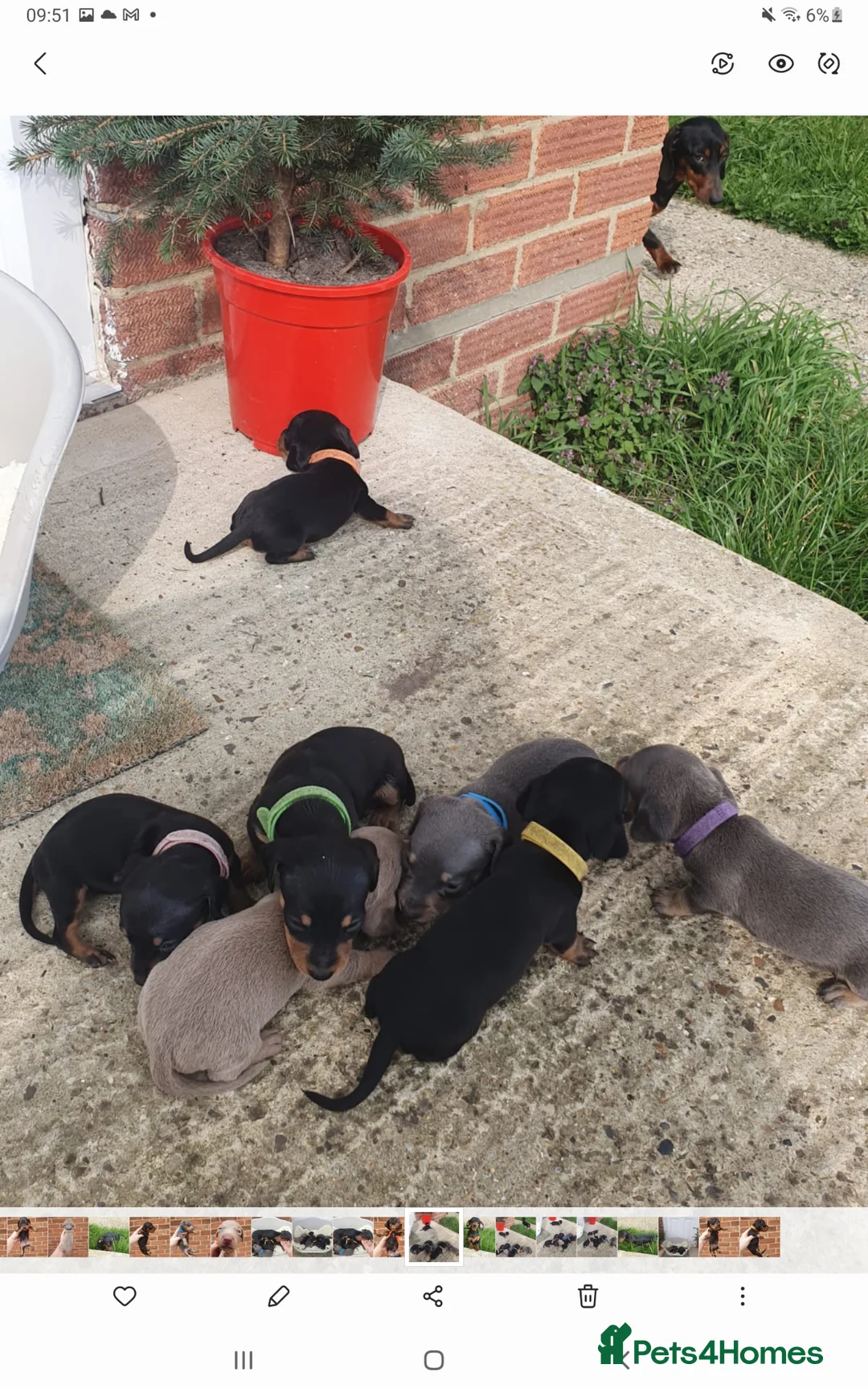 Miniature Dachshund dogs for sale: 🌟 Stunning minture dachshund Puppies  🌟 - Advert 2