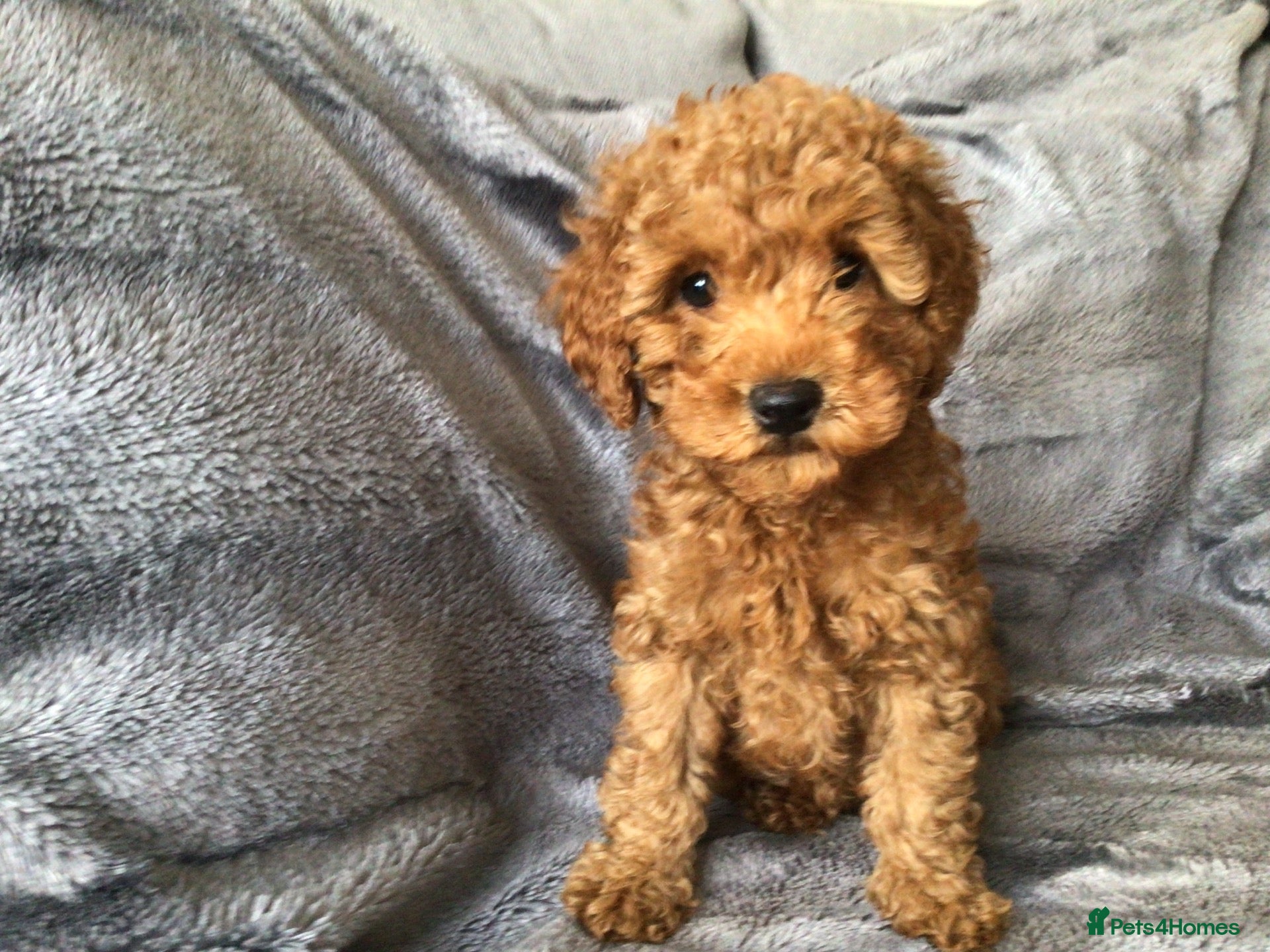 Labradoodle dogs Miniature Labradoodles  - Advert 2