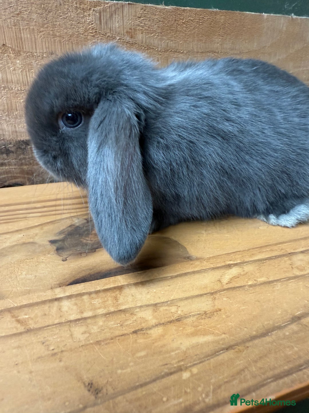 Mini Lop rabbits for sale: MINI LOP BUNNIES / PEDIGREE  - Image 2