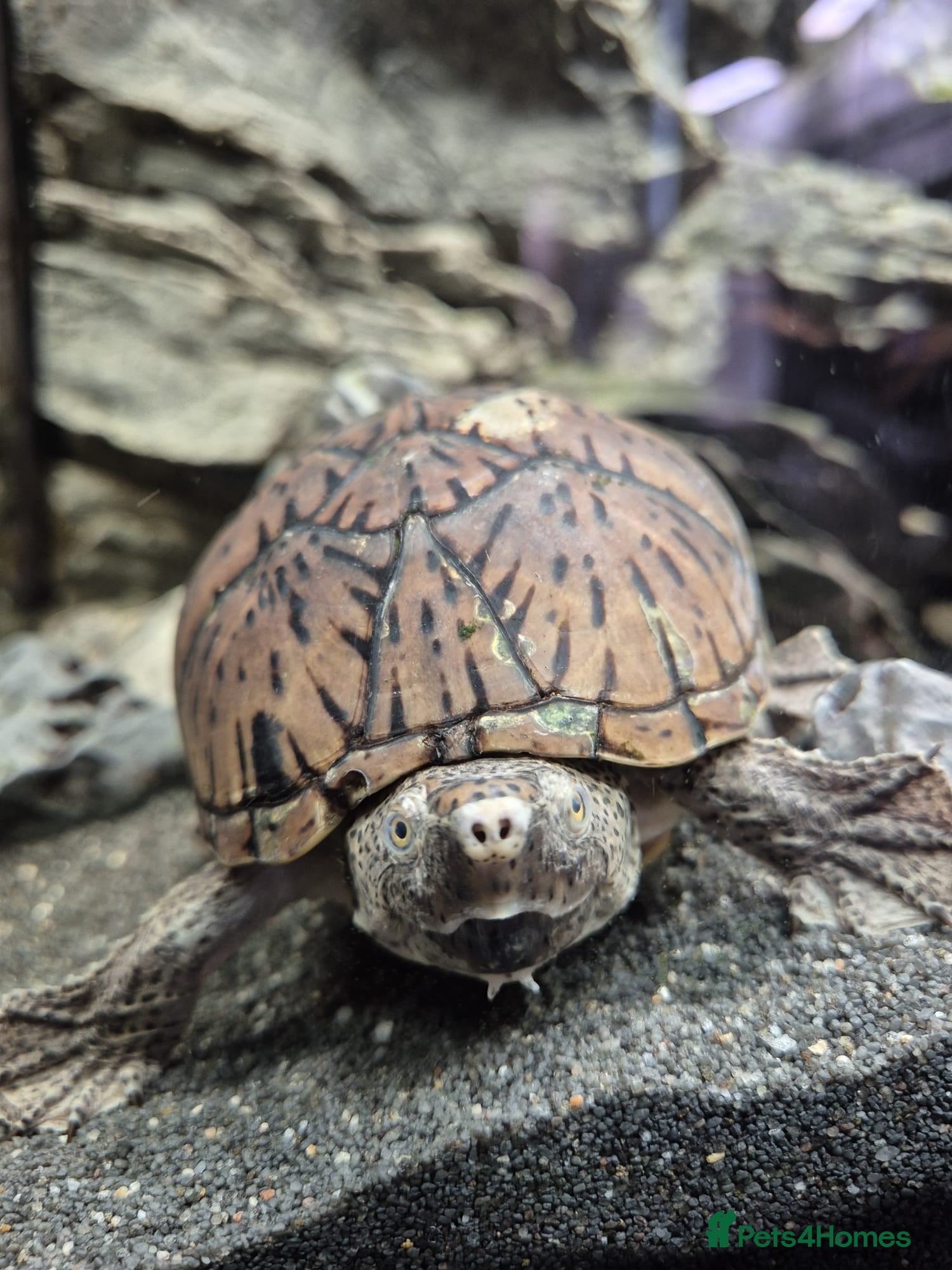 Turtle reptiles Loggerhead Musk Turtle - Advert 1