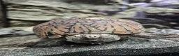Turtle reptiles for sale: Loggerhead Musk Turtle - Advert 1