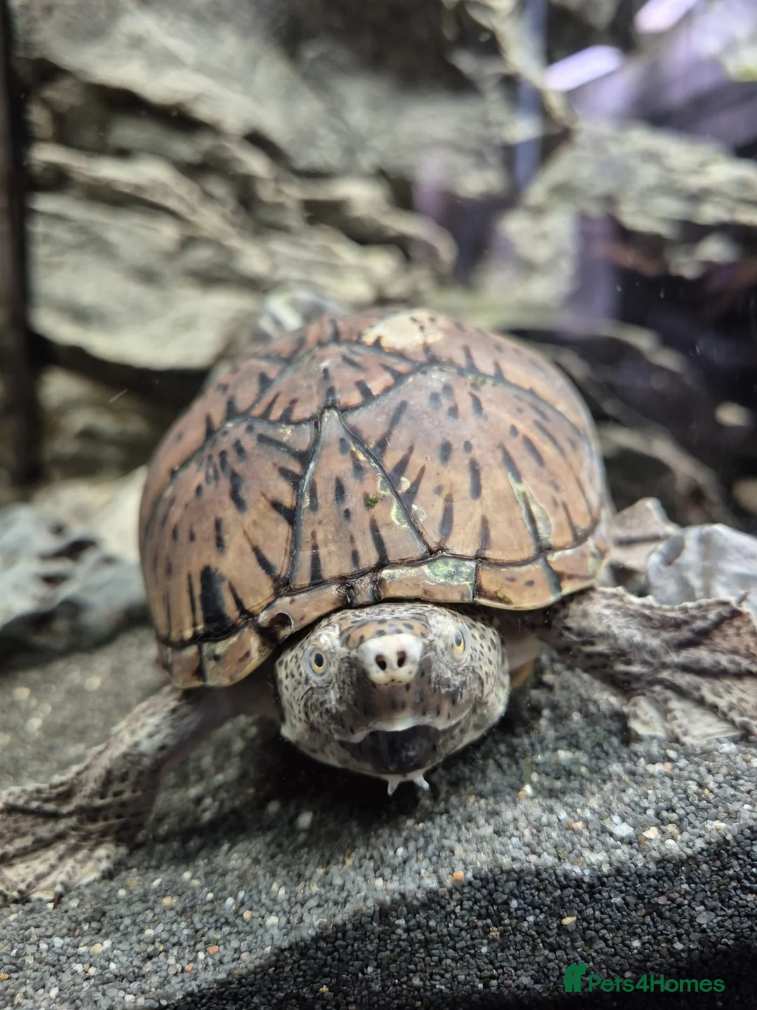 Turtle reptiles for sale: Loggerhead Musk Turtle - Advert 1