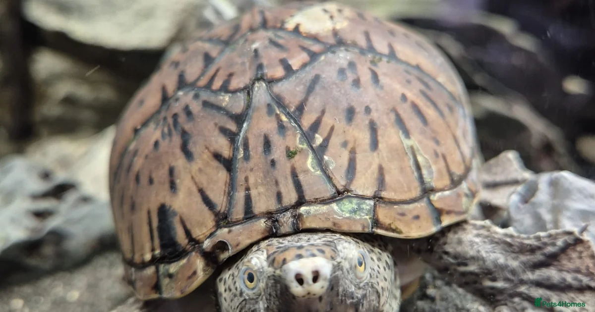 Loggerhead Musk Turtle Map Loggerhead Musk Turtle for sale in Reading | Pets4Homes