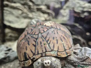 Turtle reptiles for sale: Loggerhead Musk Turtle - Advert 2
