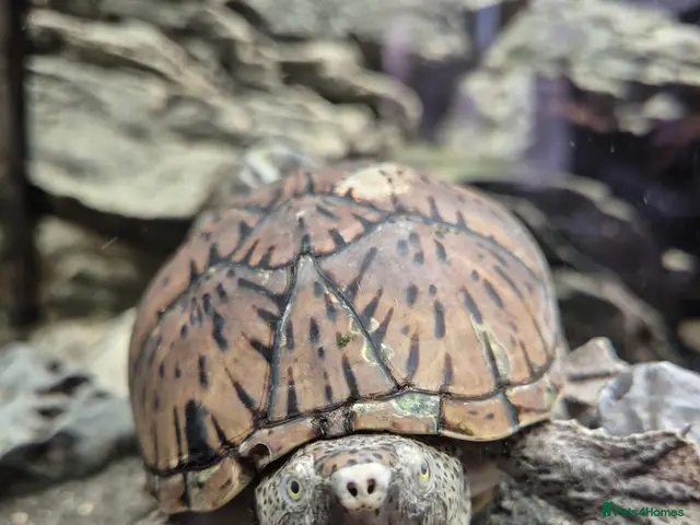 Turtle reptiles for sale: Loggerhead Musk Turtle - Advert 1