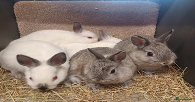 Netherland Dwarf rabbits - Advert 1
