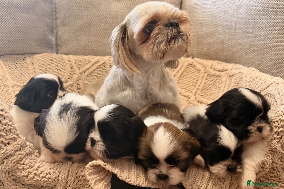 Shih Tzu dogs for sale: Beautiful Home reared Shih Tzu Puppies - Advert 1