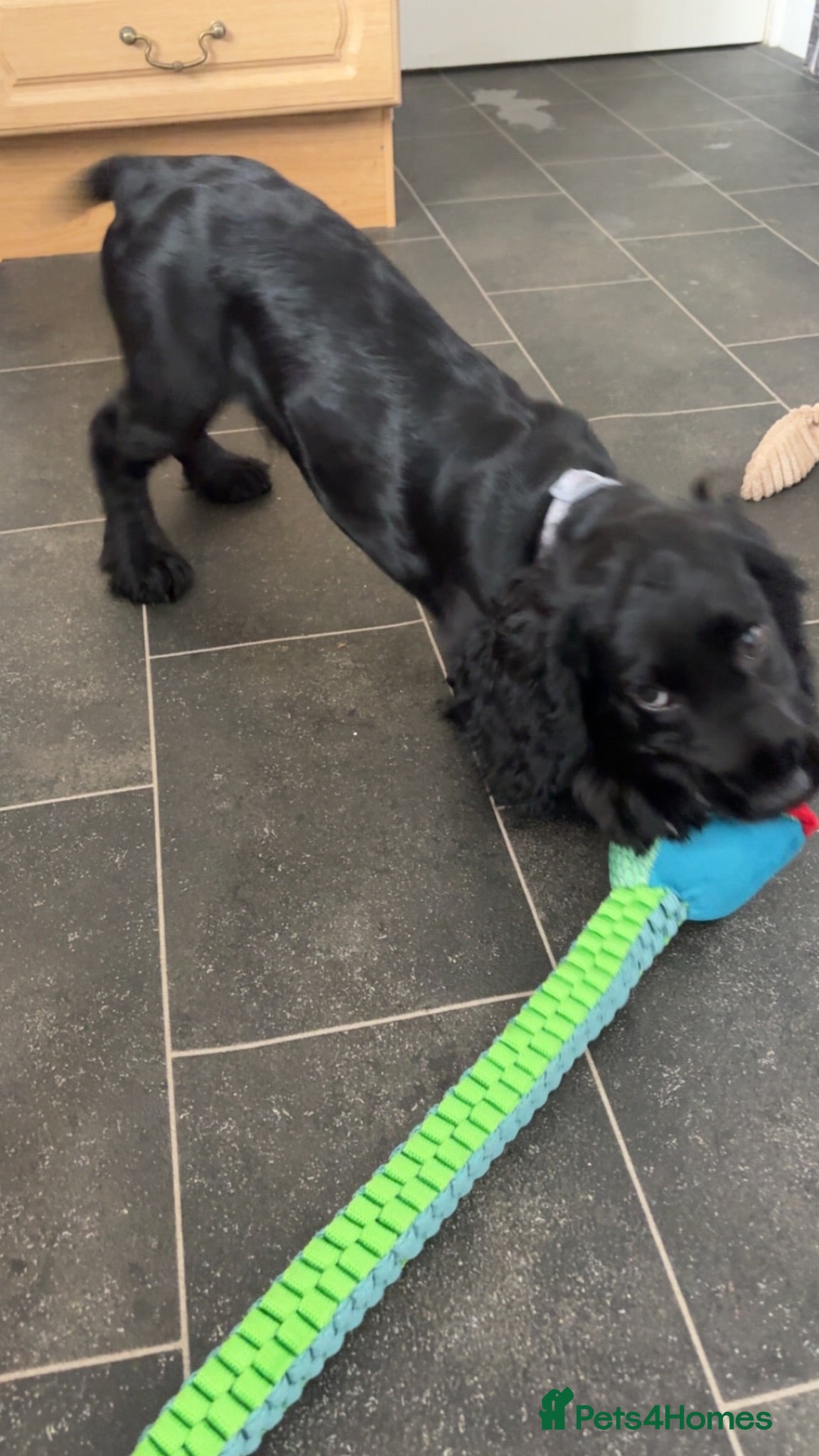 Cocker Spaniel dogs Working Cocka spaniel puppy  - Advert 3