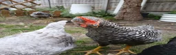 Chickens poultry for sale: 2x friendly roosters ! - Advert 4