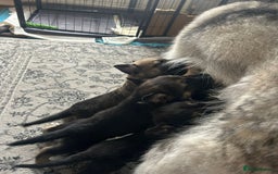 Shepsky dogs for sale: Shepsky - Image 40