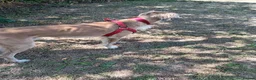 Saluki dogs for sale: Saluki  ** d saluki whippet  - Advert 16